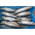 Cheap Frozen Seafood Mackerel Fish Pacific Mackerel